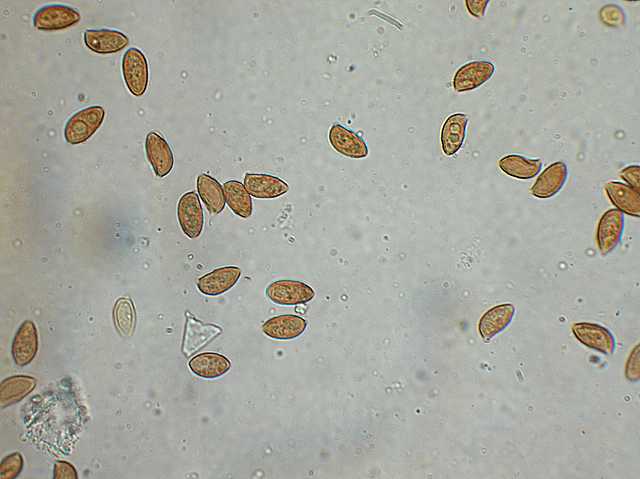 Galerina spec. Cod.: DSCN 2611